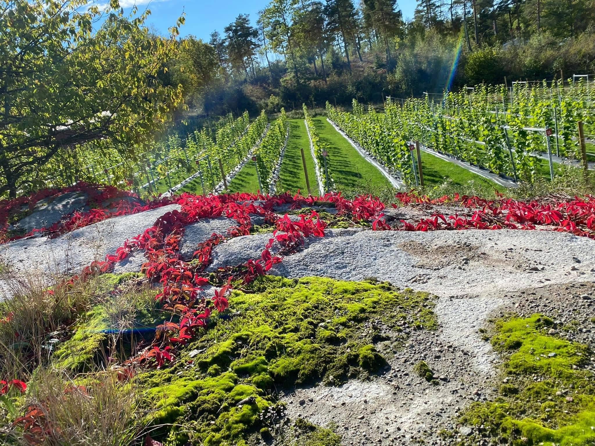 Tjøme Vingård